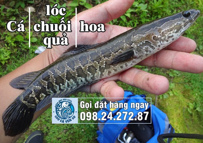 hình ảnh cá quả trong môi trường nước ngọt tự nhiên