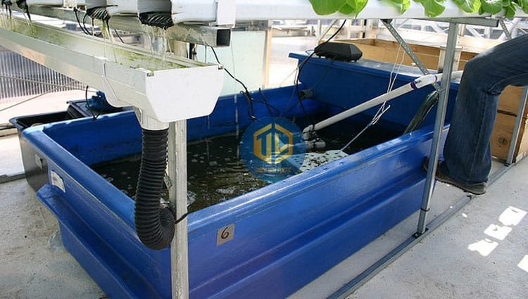 Mô hình nuôi cá rô trong thùng nhựa tại sân vườn
