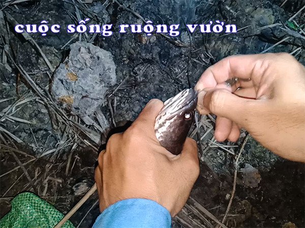 mồi cắm câu cá lóc
