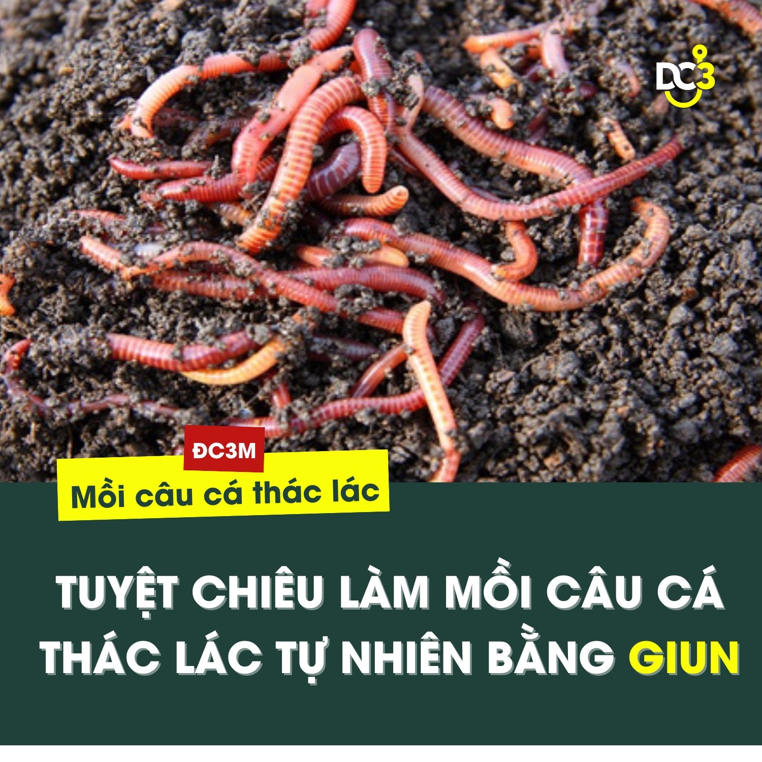Mồi câu Cá Thát Lát làm từ Giun