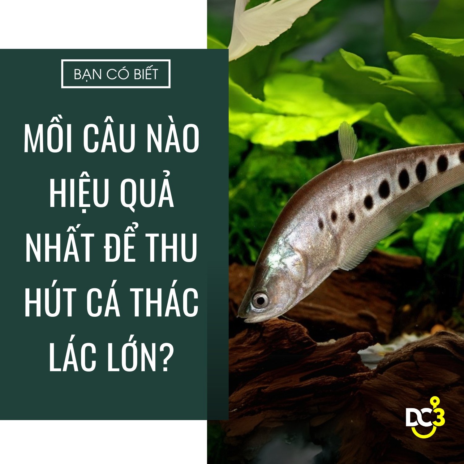 Mồi câu Cá Thát Lát tự nhiên và hiệu quả