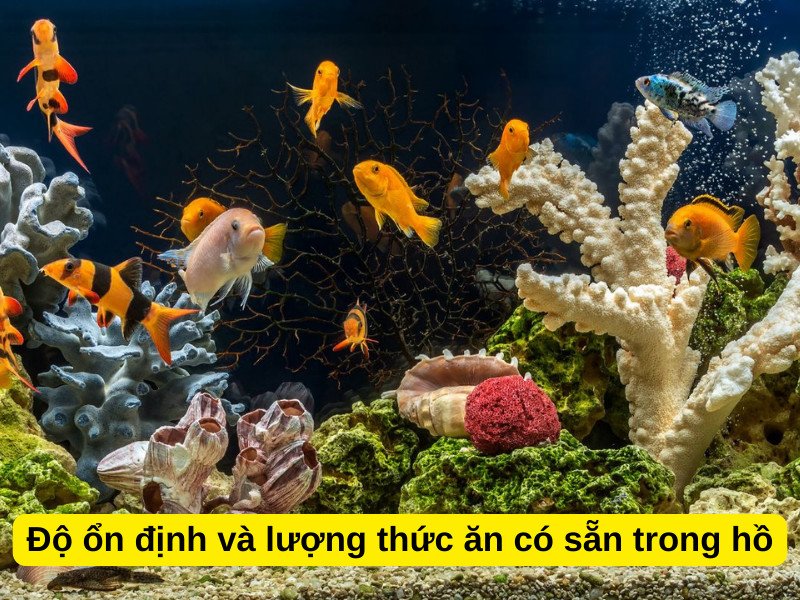 Môi trường sống cá cảnh nhịn ăn được bao lâu