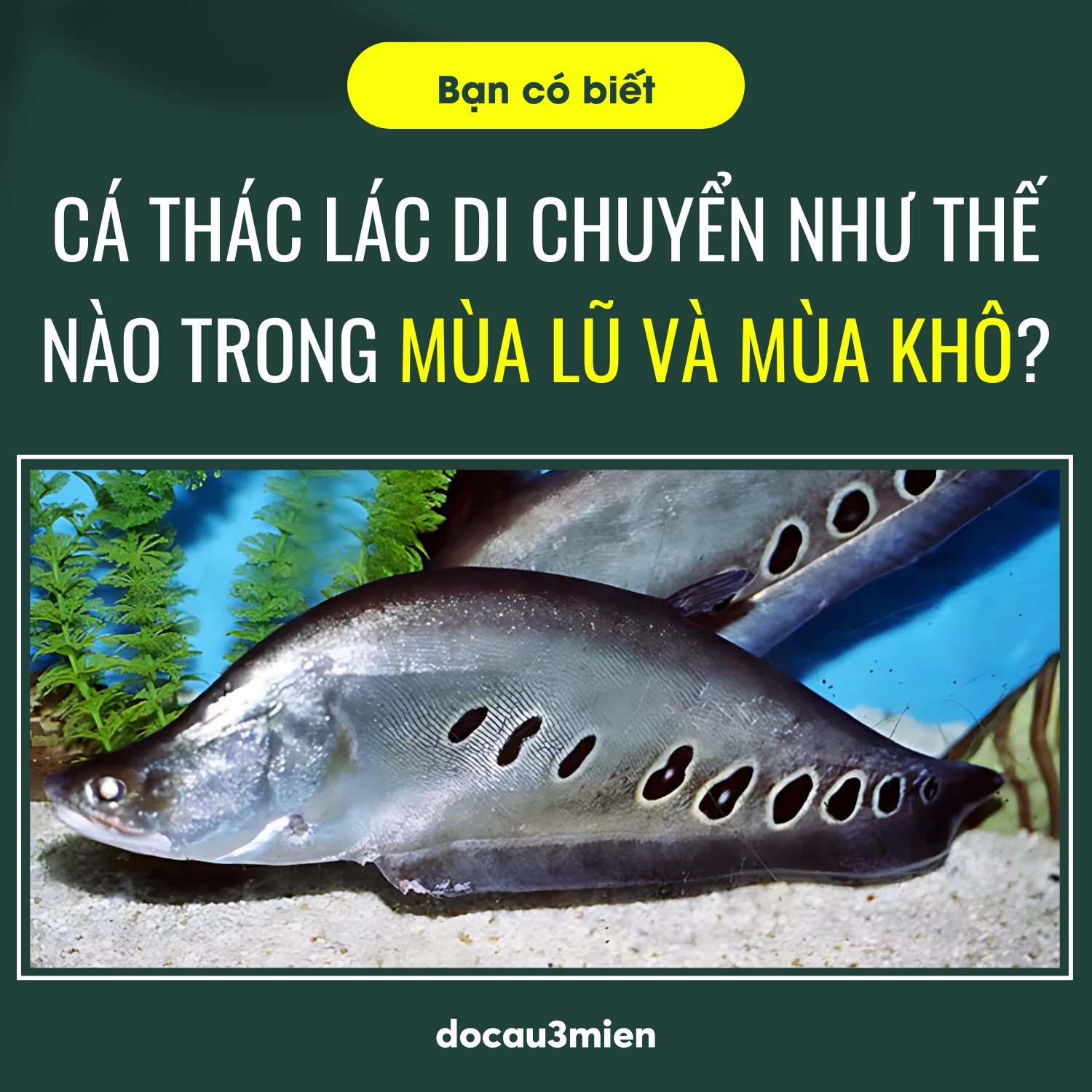 Môi trường sống của Cá Thát Lát