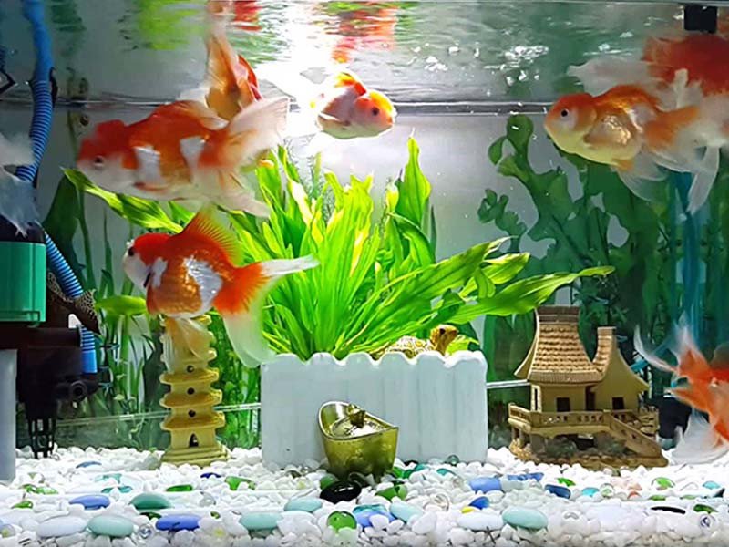 Một bể cá cảnh cỡ lớn được bố trí đẹp mắt