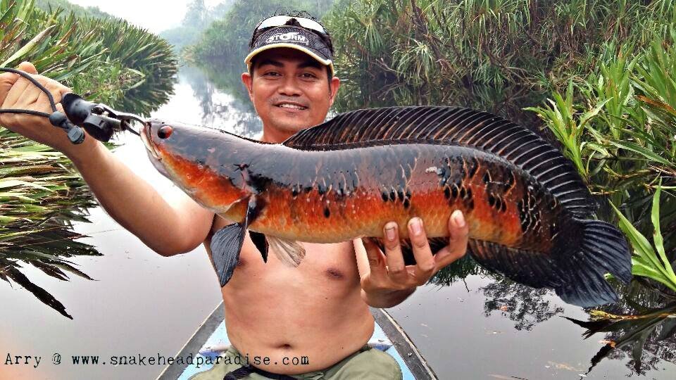 Một cá lóc hoàng đế đỏ Super Red Kalimantan bơi lội trong bể