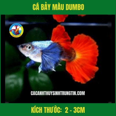 Một cặp cá bảy màu Dumbo với đuôi lớn đang bơi trong bể cá cảnh