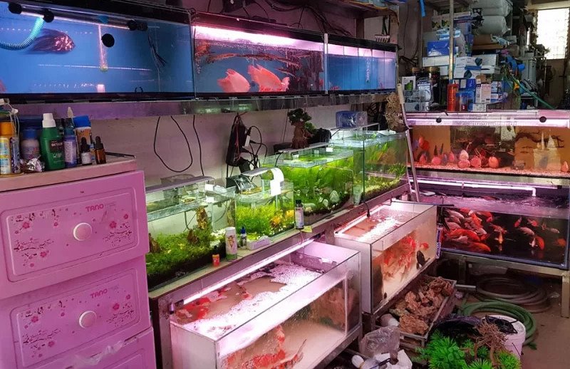 Một chú cá Rồng Huyết Long với màu sắc rực rỡ