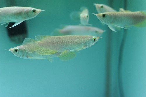 Một chú Cá Rồng size nhỏ Thanh Long đang bơi trong bể