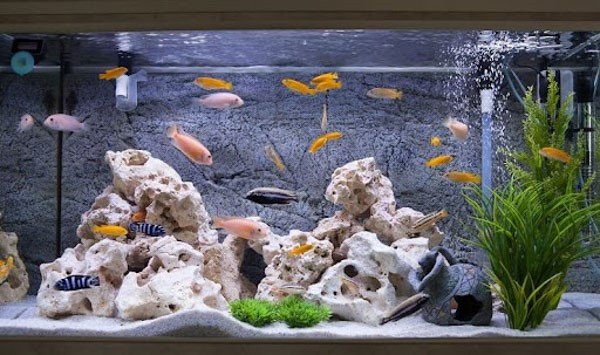 Một đàn cá cảnh đang bơi lội khỏe mạnh trong hồ nước giàu oxy
