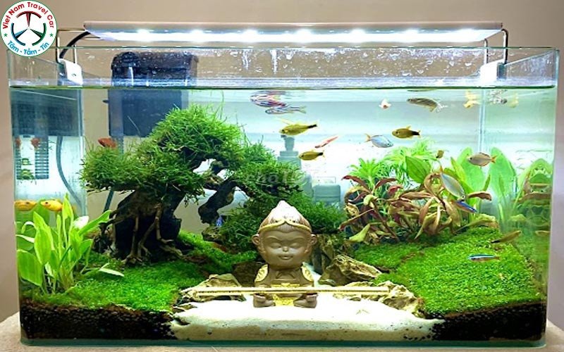 Một góc trưng bày các loại cây và phụ kiện cho bể thủy sinh