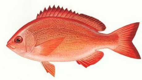 Một loài cá hồng xiên Pinjalo pinjalo hiếm gặp