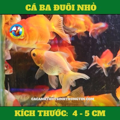 Một nhóm cá ba đuôi nhỏ màu cam trắng bơi cùng nhau trong bể cá cảnh