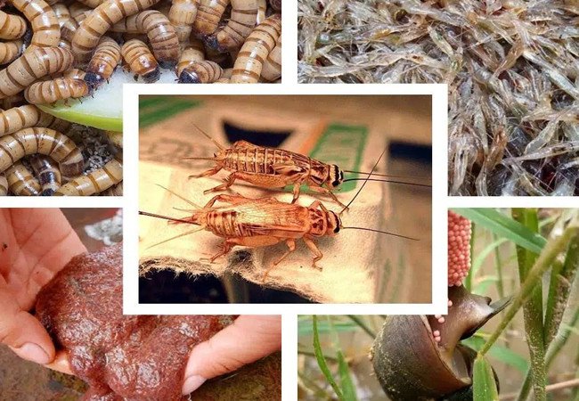 Một số loại thức ăn phù hợp cho Cá Lóc Pháo Hoa Đốm Vàng