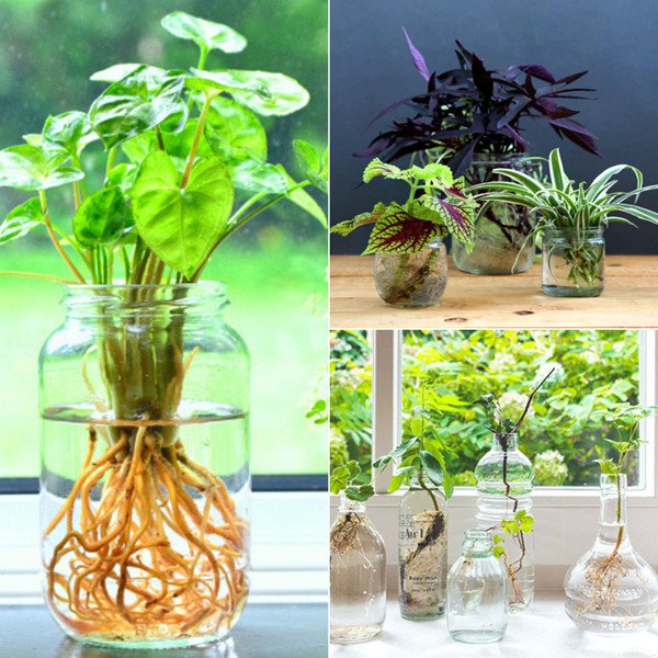 Mua cây cảnh thủy sinh chất lượng ở TP.HCM