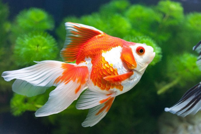 Nên chuẩn bị khu vực sống hoàn thiện trước khi đón cá ba đuôi về