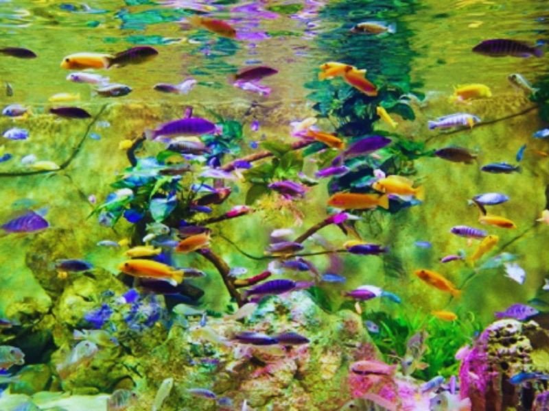 Người nuôi đang chăm sóc bể cá cảnh dễ nuôi không cần oxy, đảm bảo môi trường sống sạch sẽ