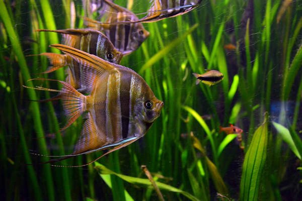 Người nuôi đang cho cá thần tiên ăn thức ăn viên