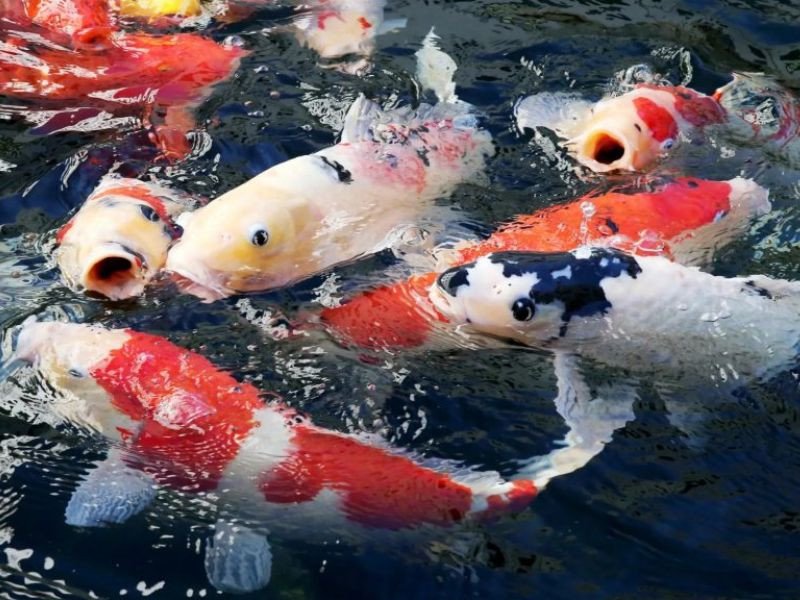 Nguồn gốc và tập sinh trưởng của Cá Koi Lai