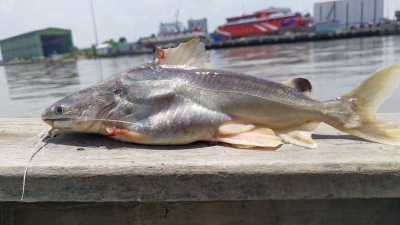 Nhiều con cá úc tươi sống được bày bán tại chợ hải sản