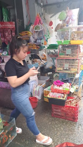 Những chú cá khỏe mạnh bơi lội trong bể nước trong vắt