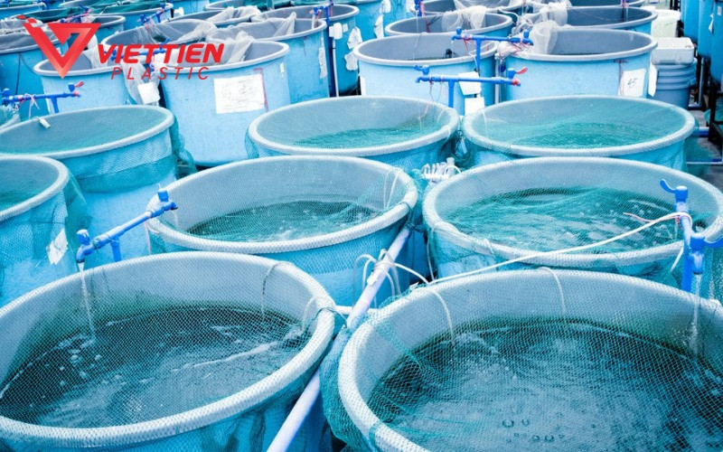 Những lưu ý cần thiết khi nuôi cá trê trong thùng nhựa