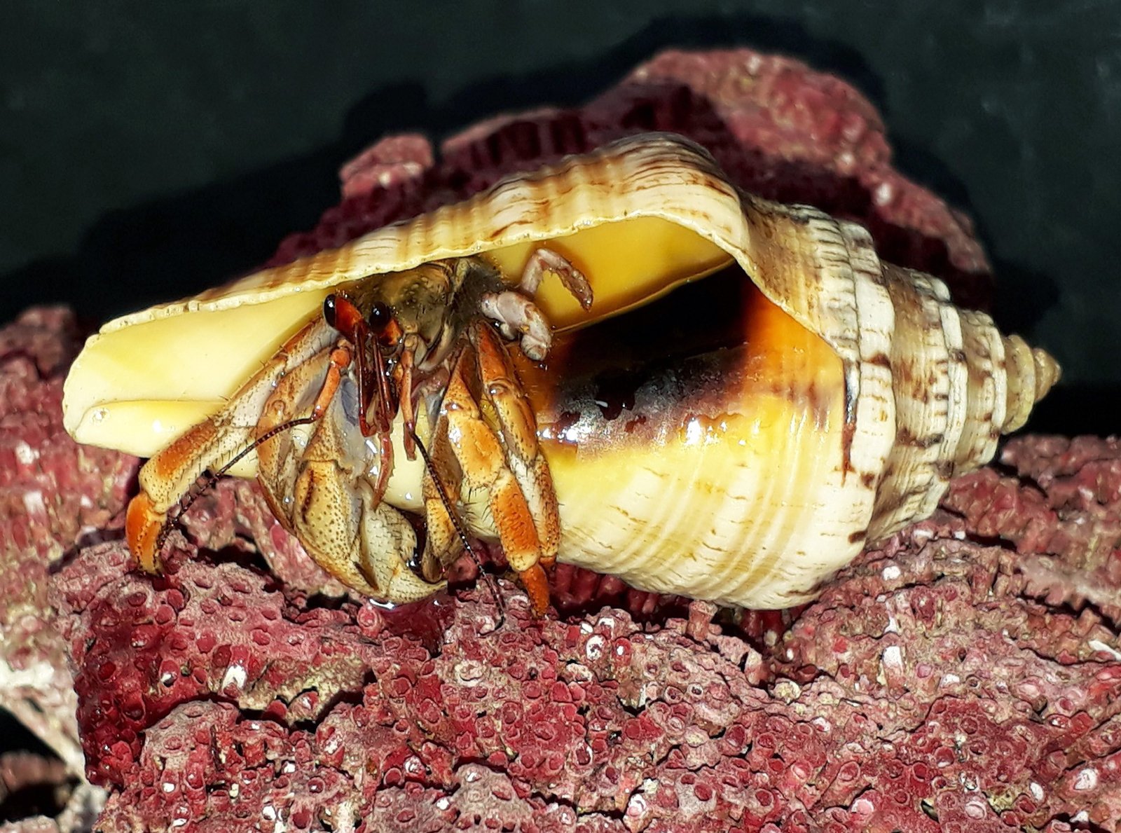 ốc mượn hồn
