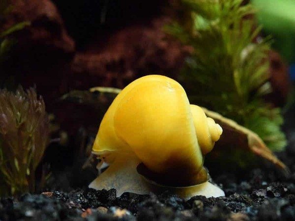 Ốc táo vàng