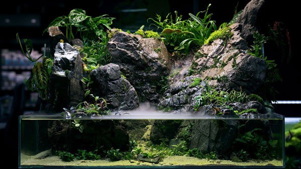 Paludarium hồ bán cạn số 1 cho sự sáng tạo cả không gian nước và cạn