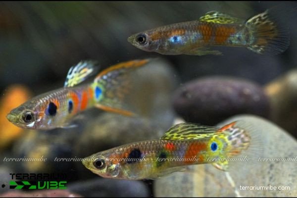 Phân loại học của loài Cá Bảy Màu Ruộng phổ biến
