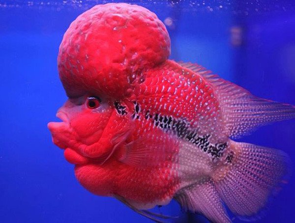 Phân tích các yếu tố ảnh hưởng đến giá cá La Hán Kim Cương