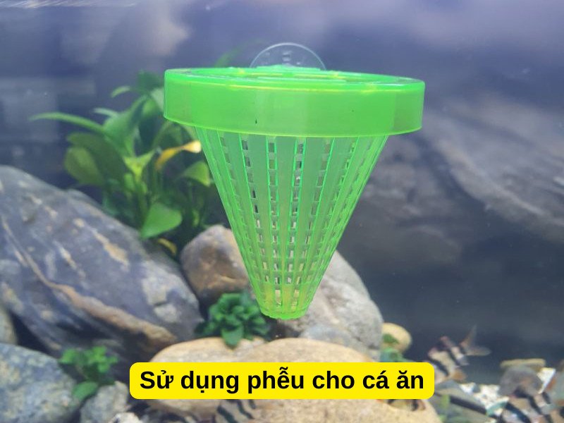 Phễu cho ăn giúp cá cảnh nhịn ăn được bao lâu