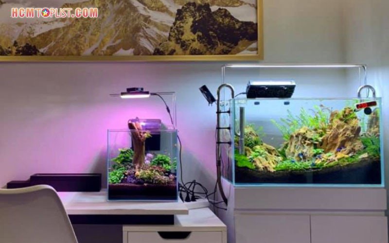 Phương Nhi Aquarium với các dáng lũa thủy sinh đẹp và độc đáo