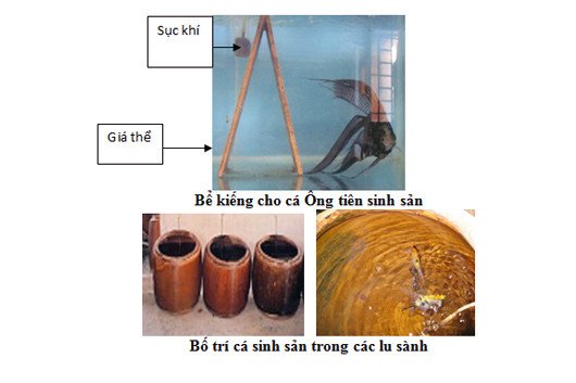 Quá trình sinh sản của Cá Ông Tiên bám trên lá