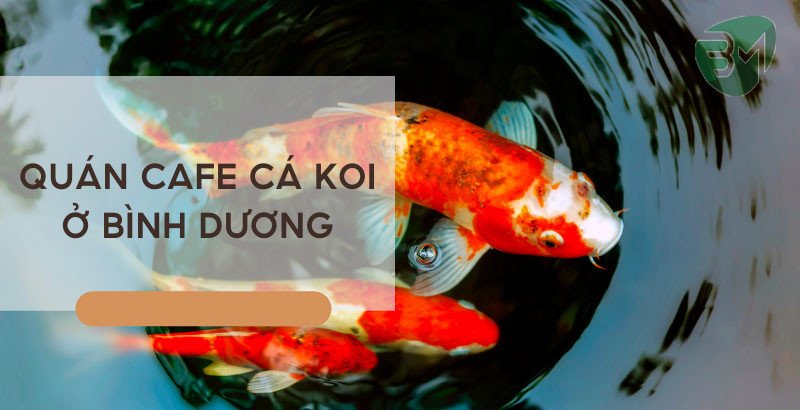 Quán cafe cá Koi ở Bình Dương