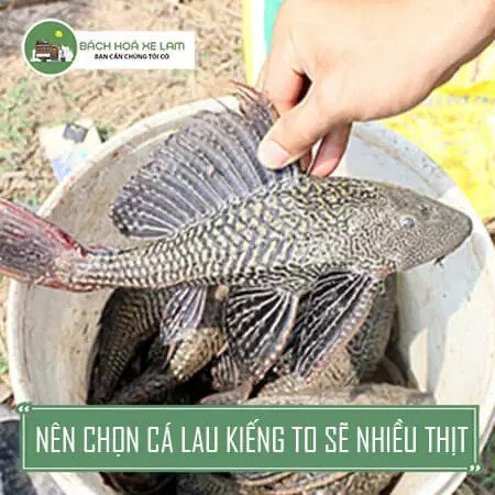 Quy trình lóc thịt cá lau kiếng đòi hỏi sự khéo léo và kinh nghiệm