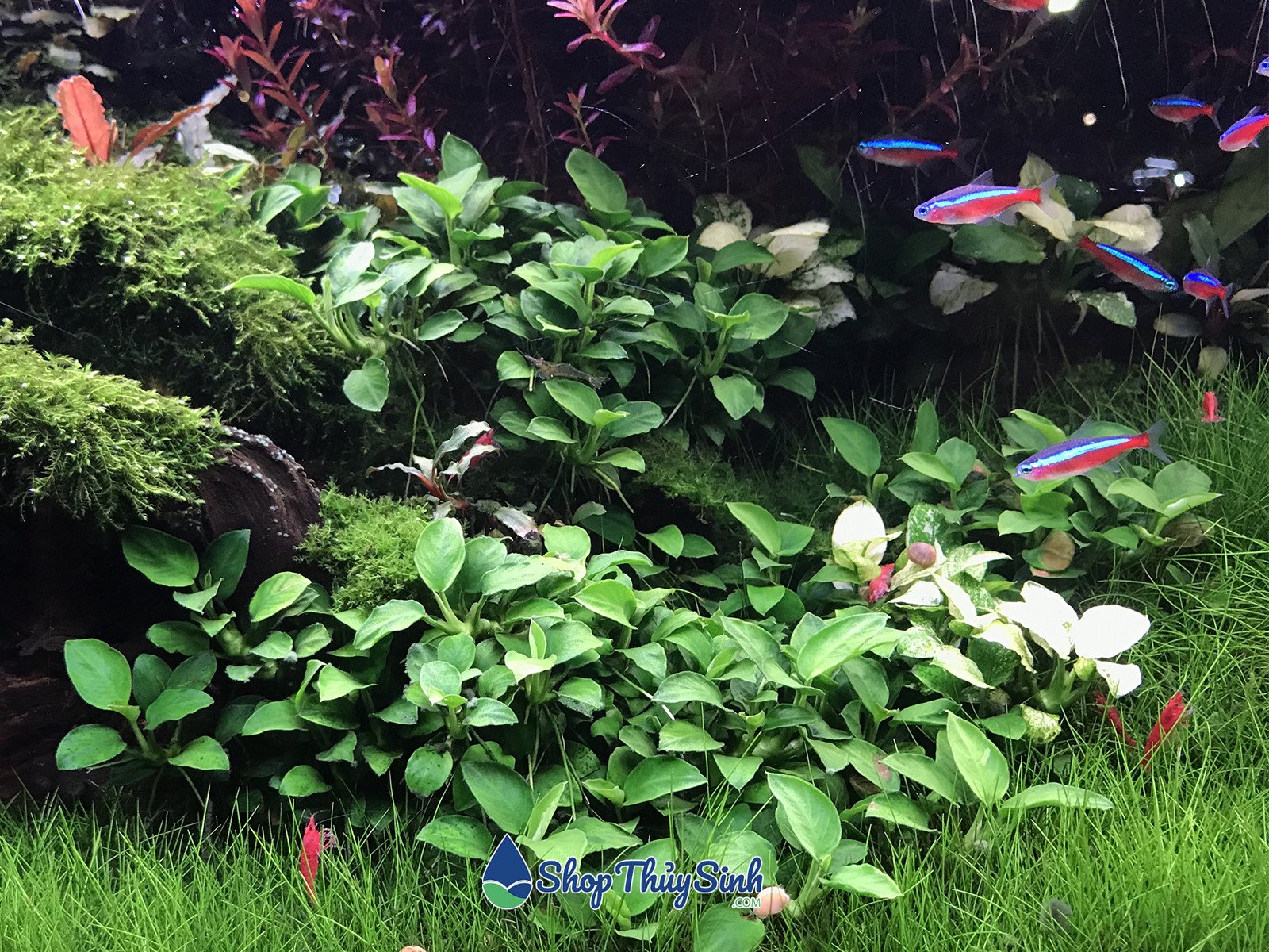 Ráy Nana Petite, cây thủy sinh không cần CO2