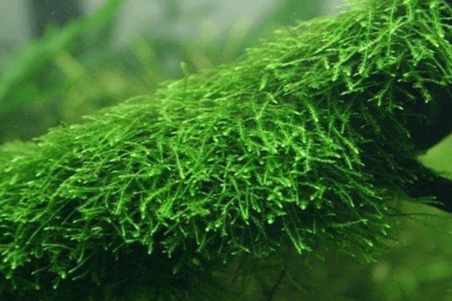 Rêu Java rất phổ biến trên thị trường hiện nay và dễ trồng