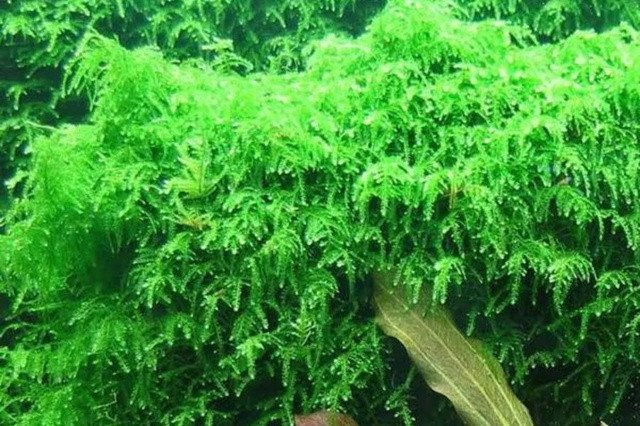 Rêu Weeping được dùng để tạo tán cây bonsai trong hồ thủy sinh