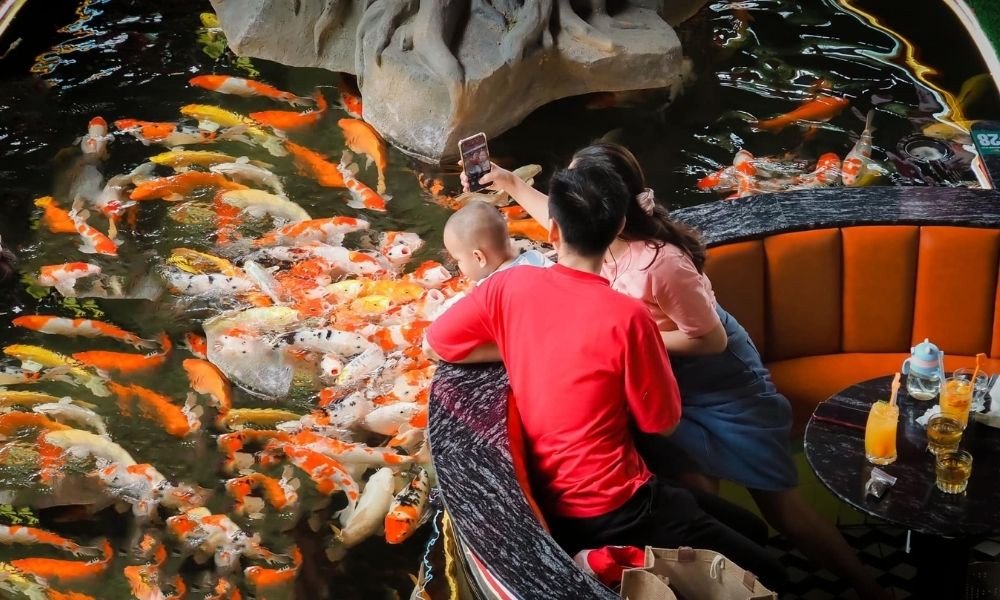 Rock King Coffee KOI quy mô lớn ở Cà Phê Cá Koi Thủ Đức