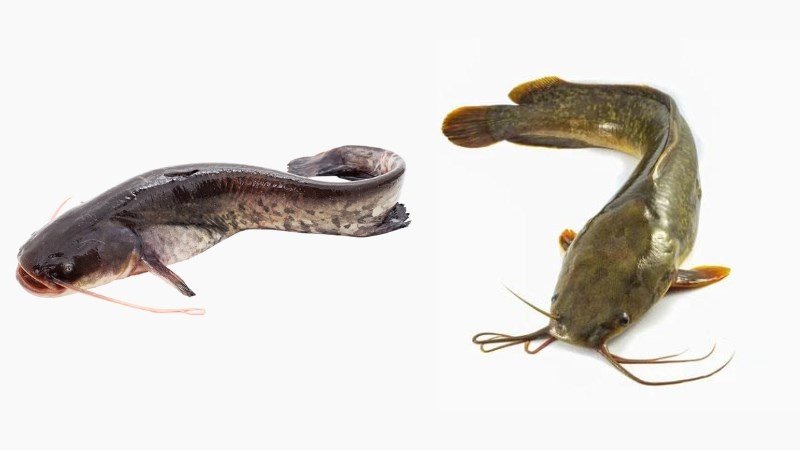 So sánh sự khác biệt giữa cá nheo và cá trê
