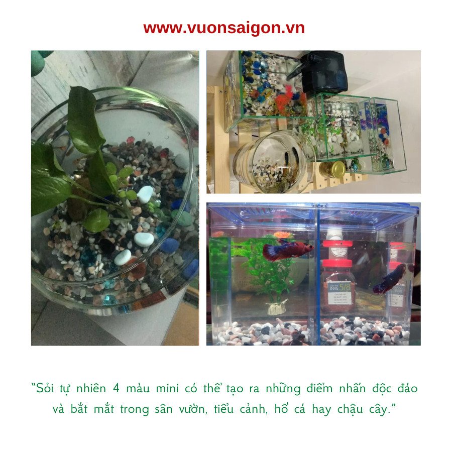 Sỏi 4 màu mini trang trí được sử dụng làm lớp nền trong bể cá cảnh