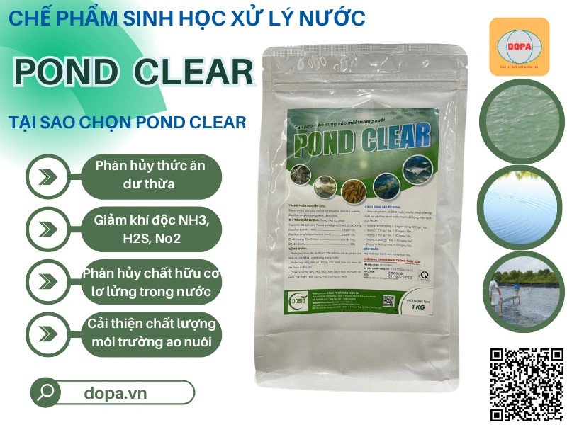 Tầm quan trọng của chế phẩm vi sinh xử lý đáy ao trong nuôi trồng thủy sản