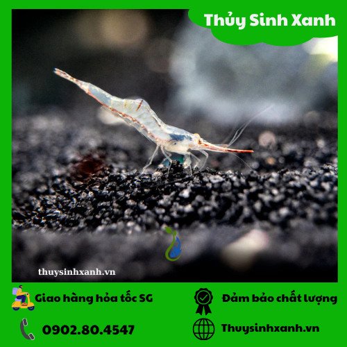 Tép mũi đỏ đang ăn rêu trong bể thủy sinh