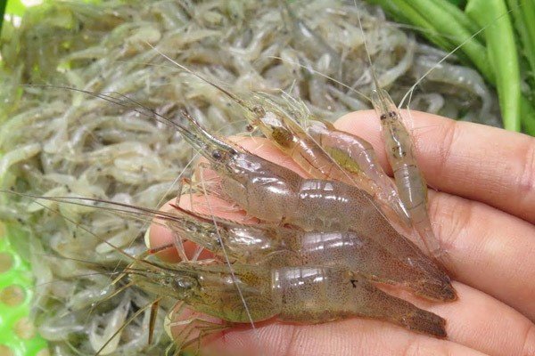 Tép nhỏ đông lạnh là nguồn thực phẩm bổ sung protein cho cá vàng mắt lồi