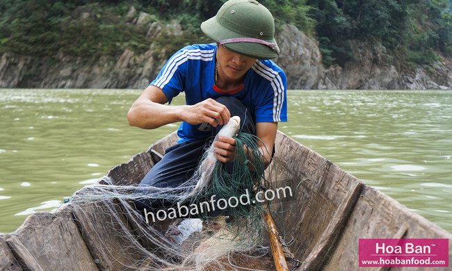 Thả lưới bắt Cá Dầm Xanh trên dòng nước chảy xiết