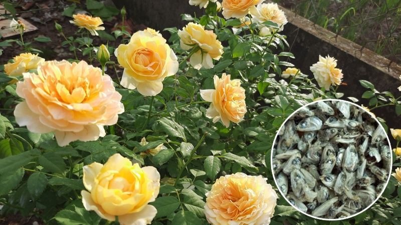 Thành phần dinh dưỡng từ cá tươi bón hoa hồng