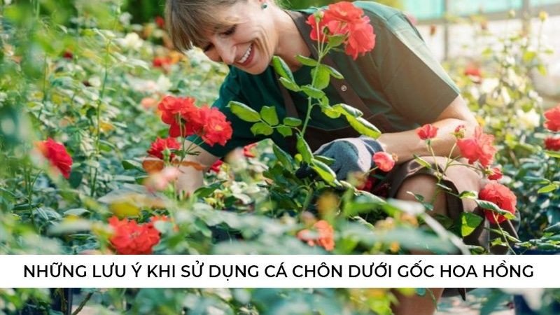 Thêm chế phẩm vi sinh để tăng tốc độ phân hủy cá