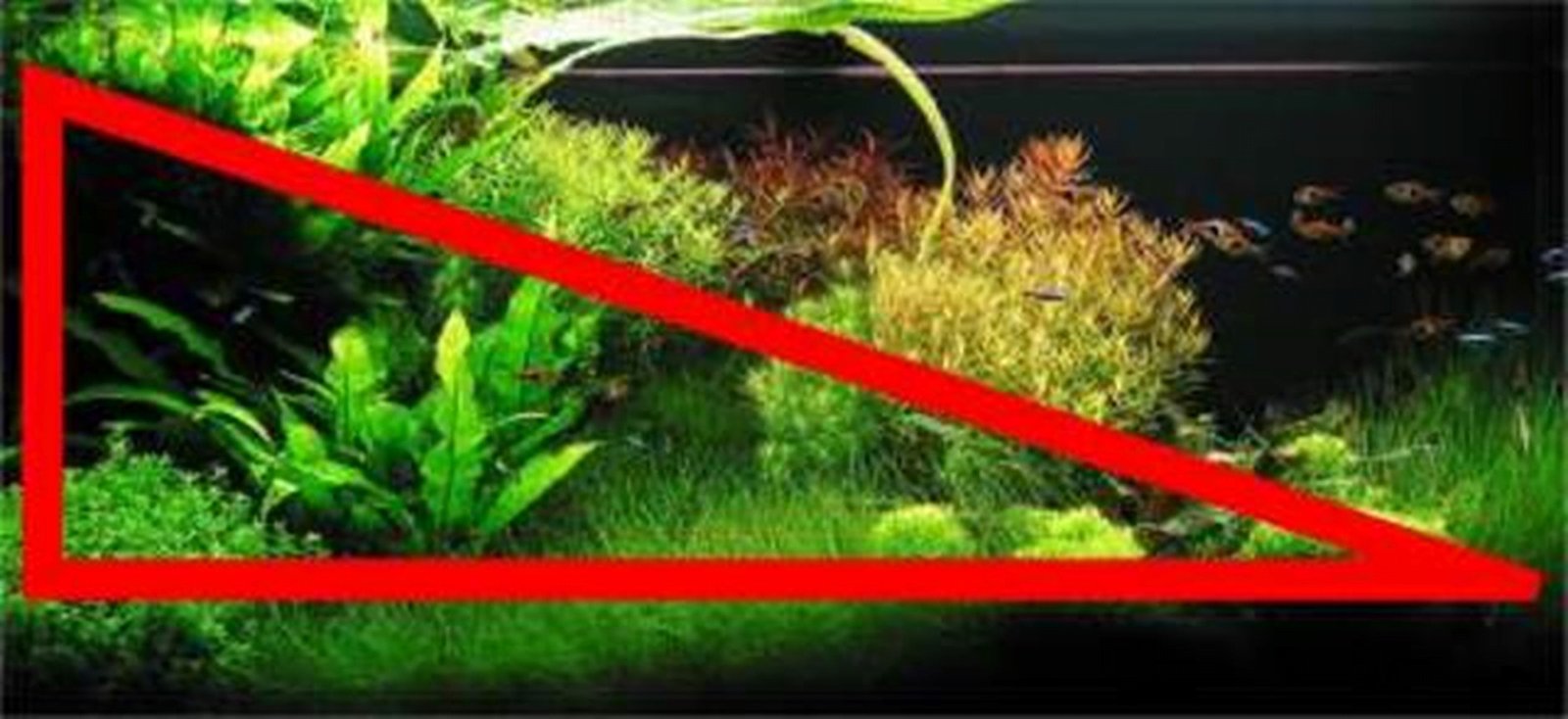 Thiết kế bố cục bể cá cảnh hình tam giác