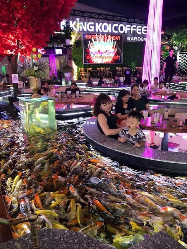 Thiết kế cafe cá Koi độc đáo