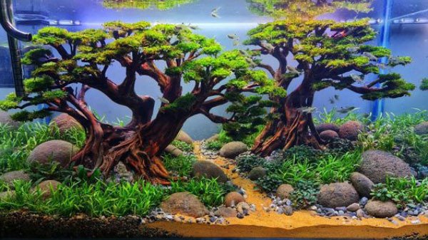 Thiết kế hồ thủy sinh đẹp kết hợp cây Bonsai mang vẻ hùng vĩ